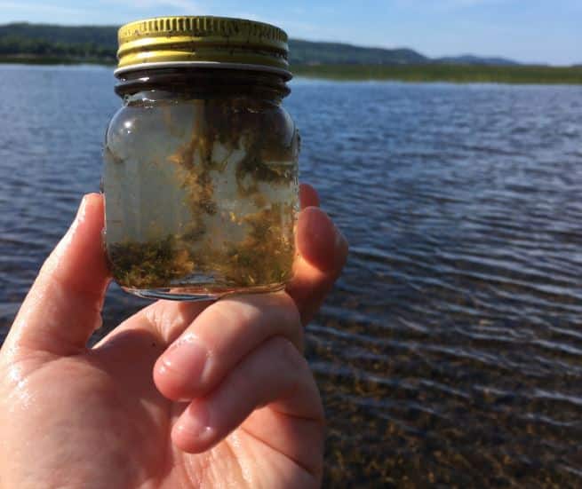 Cyanobacteria Results for 2022