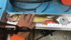 Amy Miller - Pickerel - 14.5 - adult