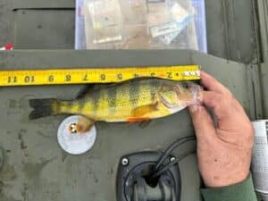 Ari Hallam - Youth Perch - 10 inch