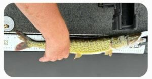 Brad Sears - Pickerel - adult - 20 3.4