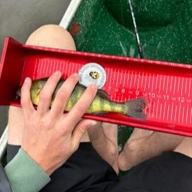 Carter Waddell - Perch - 10 - adult -