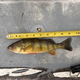 Clara Buckly - Perch - 8 1.8 - adult