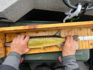 Elijah Parsons - Youth - Pickerel -