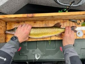 Elijah Parsons - Youth - Pickerel - 23.5