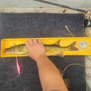 Gage Nynhuis - Perch - 20 inches