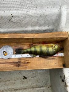 Hunter Reicker - Adult - Perch - 8 inch