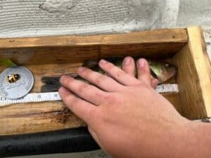 Hunter Reicker - Adult - Perch - 9inch