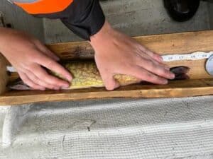 Hunter Reicker - Pickerel - 18 inch