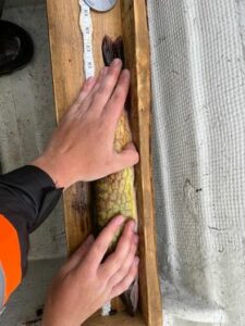 Hunter Reicker - Pickerel - 18 inch