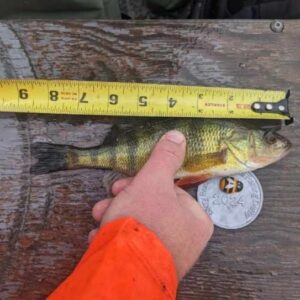 Jacob Hart - Perch - 8.5 inches