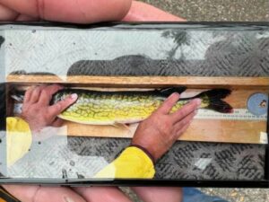 Jared Aucoin - adult pickerel 24