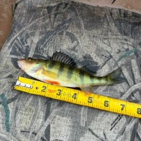 Jaxson Reid - Youth 7 inch Perch