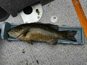 Jaydon Nelson - youth - bass - 18 1.4