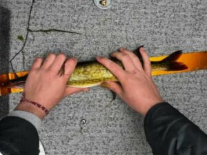 Jaydon Nelson - youth - pickerel - 19inch