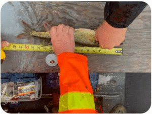 Jurne Reicker - Pickerel - 17.5 inches