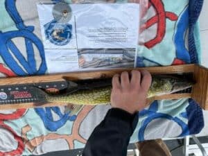 Matthew Elderkin - Pickerel 20.5 youth