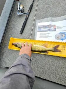 Steven Price - Pickerel