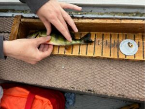 Stu Hatfield. 10 Perch adult