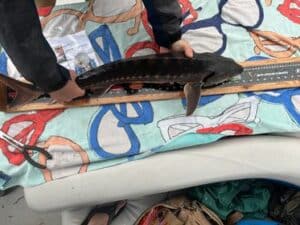 Stugeon Pic - Mark Elderkin