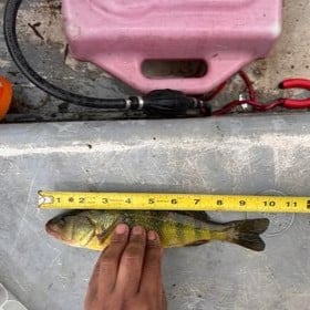 clara buckley - perch 10 adult