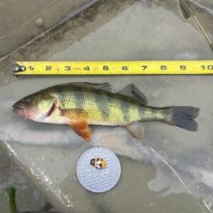 gavin mcginnis - Perch - 9 3.4 - youth