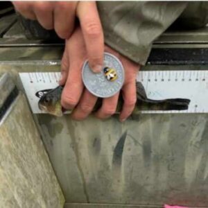 parker demmings - Youth - 9.5 - perch