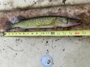 steve evans - pickerel - adult - 17