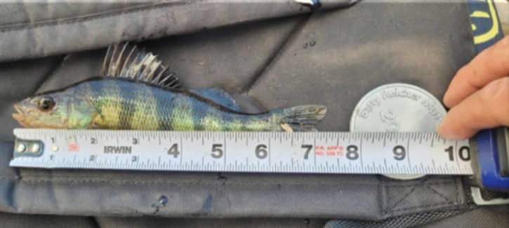 Gray Simple Shapes Blank A4 Document Landscape - 5